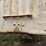 #46889-•-1981-40'-hawkeye-eagle-e4000-t/a-steel-hopper-bottom-trailer-vin:-1bjsh4027b1001115-image-60