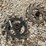 john-deere-1770nt-image-9