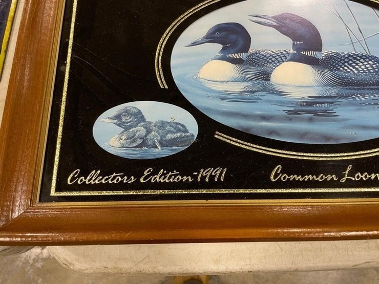 pabst-blue-ribbon-common-loon-picture-image-2