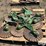 john-deere-1770nt-image-4