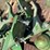 john-deere-1770nt-image-11