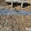 peterbilt-379-image-4