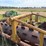 #46926-•-20'-stubble-roller-image-22