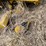 #5515-•-agco-rogator-u1264c-ag-chem-sprayer-image-23