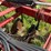 case-ih-5300-image-16