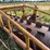 #46926-•-20'-stubble-roller-image-19