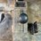 #41750-•-2010-chevrolet-silverado-4x4-pickup-vin:-1gcskpe36az230962-image-33