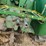john-deere-model-a-image-21