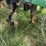 #46934-•-bigham-6-row-38"-terra-till-image-20
