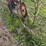 #46931-•-rossi-rt79-hay-rake-image-30
