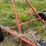 #46914-•-grain-king-gsi-30'-grain-auger-image-15
