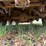 #41750-•-2010-chevrolet-silverado-4x4-pickup-vin:-1gcskpe36az230962-image-15