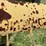 #46933-•-allen-manfacturing-levee-trencher-image-24