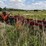 case-ih-5300-image-3