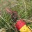#46915-•-westfield-50'-grain-auger-image-34