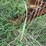 #46934-•-bigham-6-row-38"-terra-till-image-47