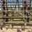 #46905-•-martens-46'-harrow-image-25