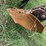 #46934-•-bigham-6-row-38"-terra-till-image-48