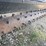 #7386-•-cat-power-rake-image-7