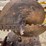 #7389-•-(2)-auger-bits-image-4
