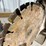 #5001-•-husqvarna-x-torq-k760-gas-powered-concrete-saw-image-11