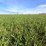 51-+/--acres-irrigated-farm-ground---adams-county,-wa-image-5