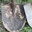 #7441-•-shovels-image-5