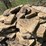 #7462-•-tan-flagstone-image-4