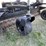 #7386-•-cat-power-rake-image-6