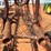 #t8081-•-mcfarlane-drag-harrow-image-13