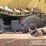 1979-caterpillar-d9h-image-19