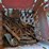 #5501-•-antique-iron-and-tools-image-6
