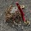 #116-•-(1)-9200-lb-ratchet-binder-&-(2)-3/8"-20'-chains-image-1