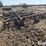 krause-903-image-5