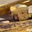 caterpillar-12-image-17