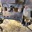 ford-model-t-image-15