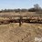 krause-903-image-2