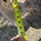 case-ih-496-image-15