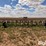 orthman-12-row-liquid-fertilizer-applicator-image-2
