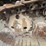 1990-caterpillar-245b-image-10