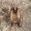 caterpillar-416-image-8