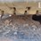 2012-caterpillar-303.5e-cr-image-38