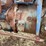 fordson-major-image-87