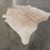 palomino-hide-image-2