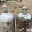 100lb-propane-tanks-image-10