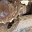 2020-bobcat-t76-image-12