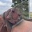 #5003-•-excavator-bucket-image-12