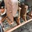 #5039-•-hydraulic-plate-compactor-attachment-image-3