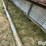 calf-shed-image-13