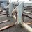#5065-•-set-of-forks-with-quick-attach-mount-image-6
